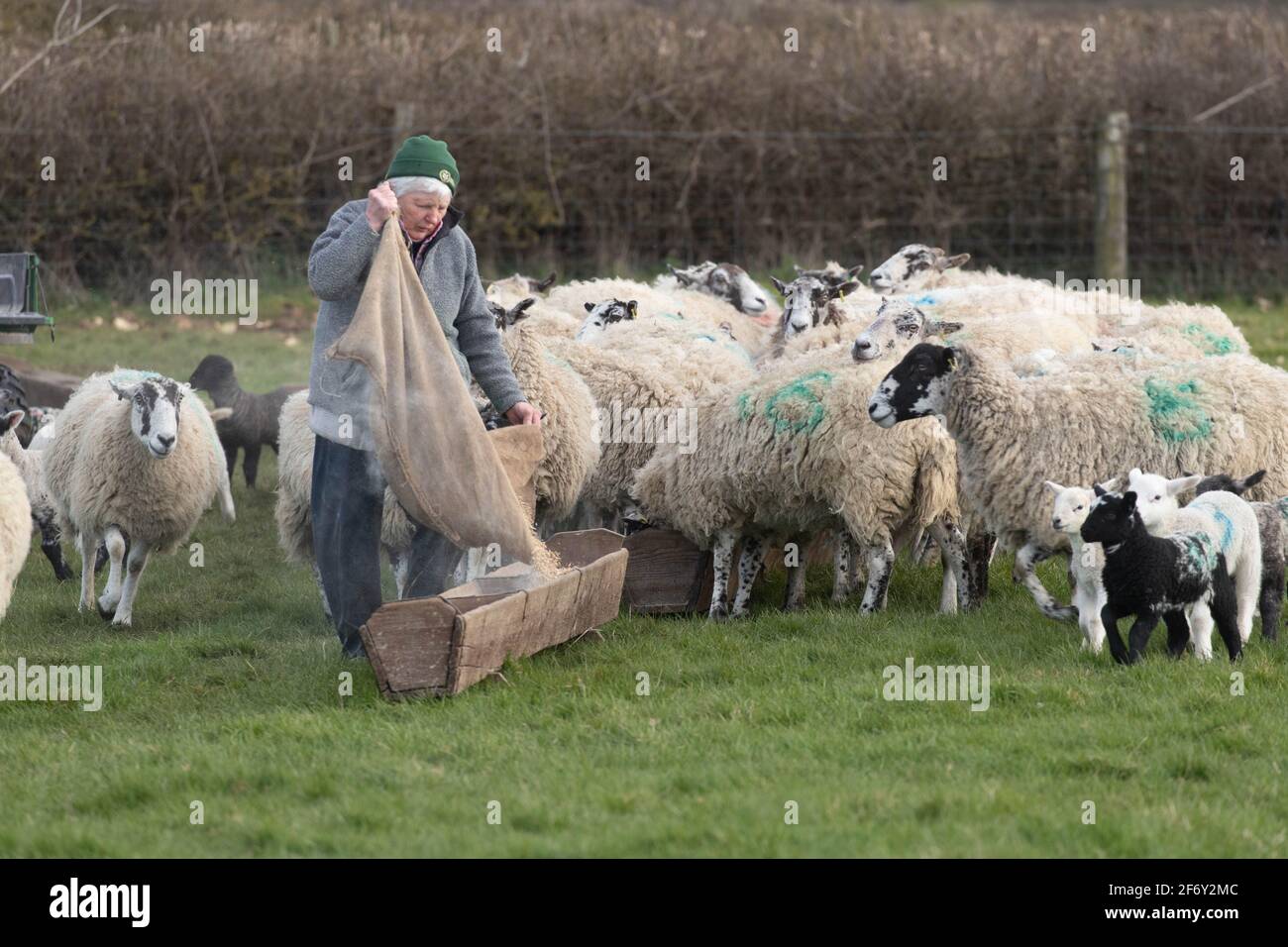 Alimentando corderos sin oveja