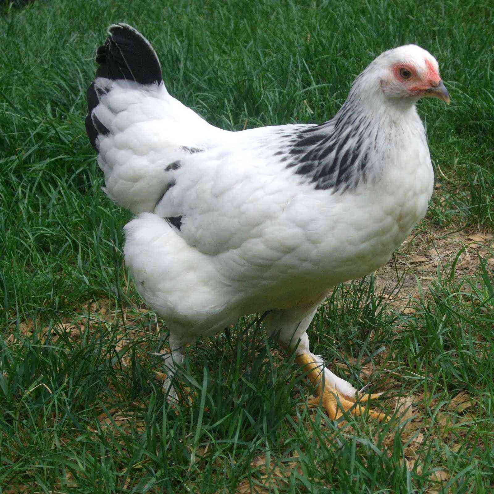 Raza de pollos Oravka