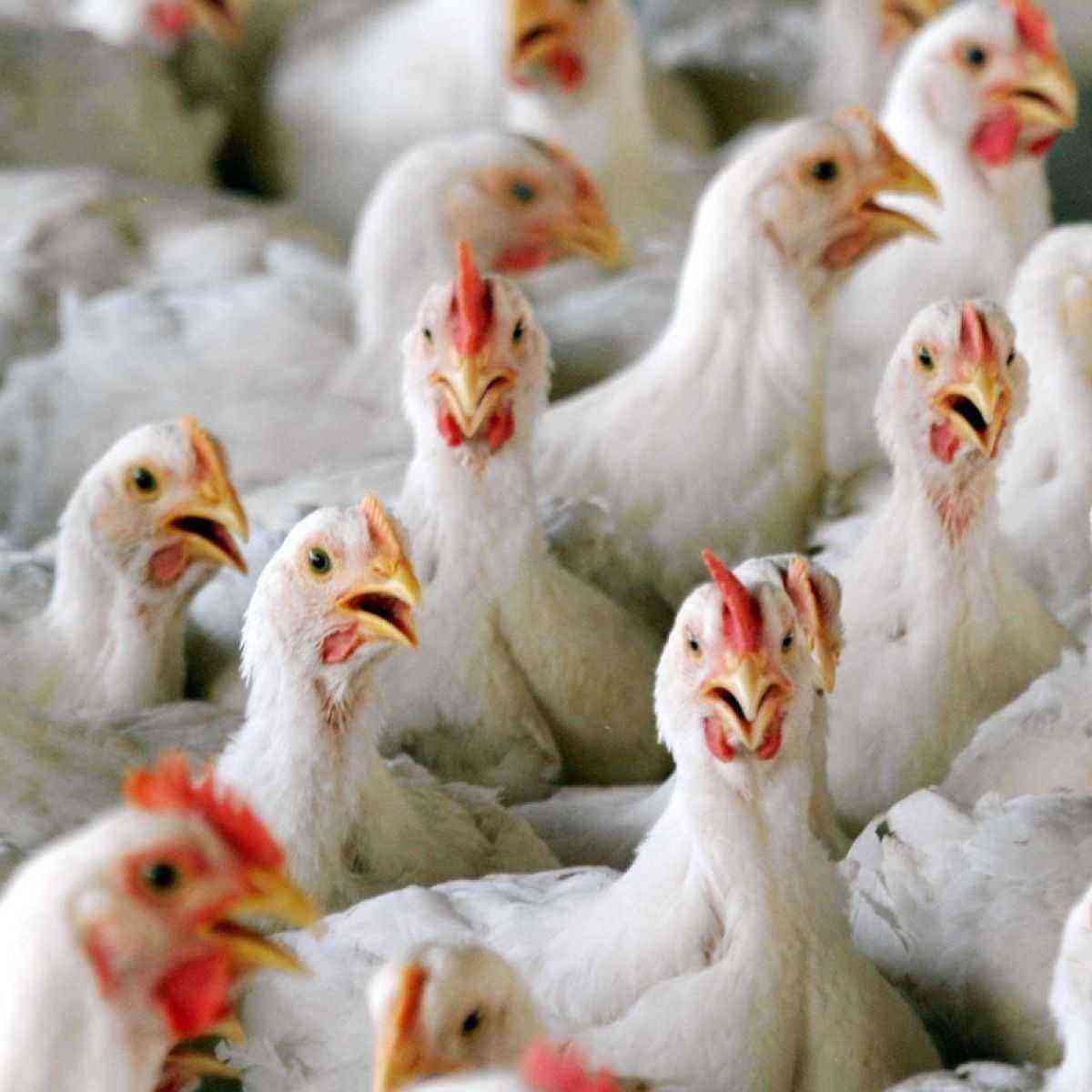 Pollos: gripe aviar
