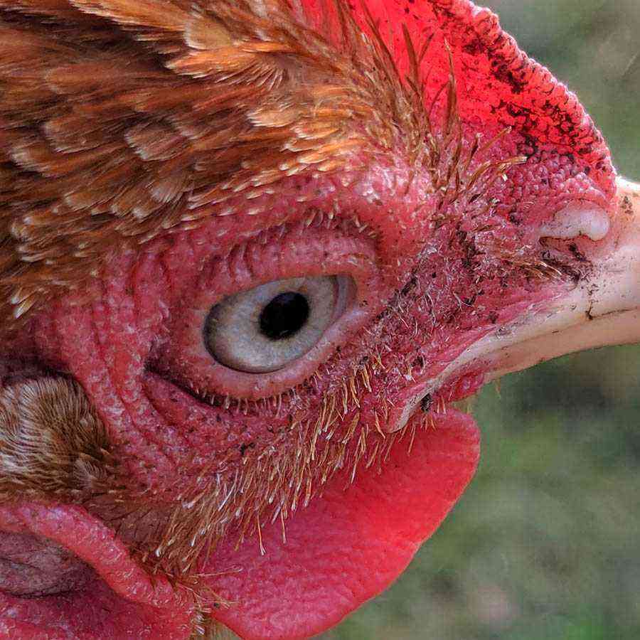Pollos: Enfermedades de los ojos en los pollos.