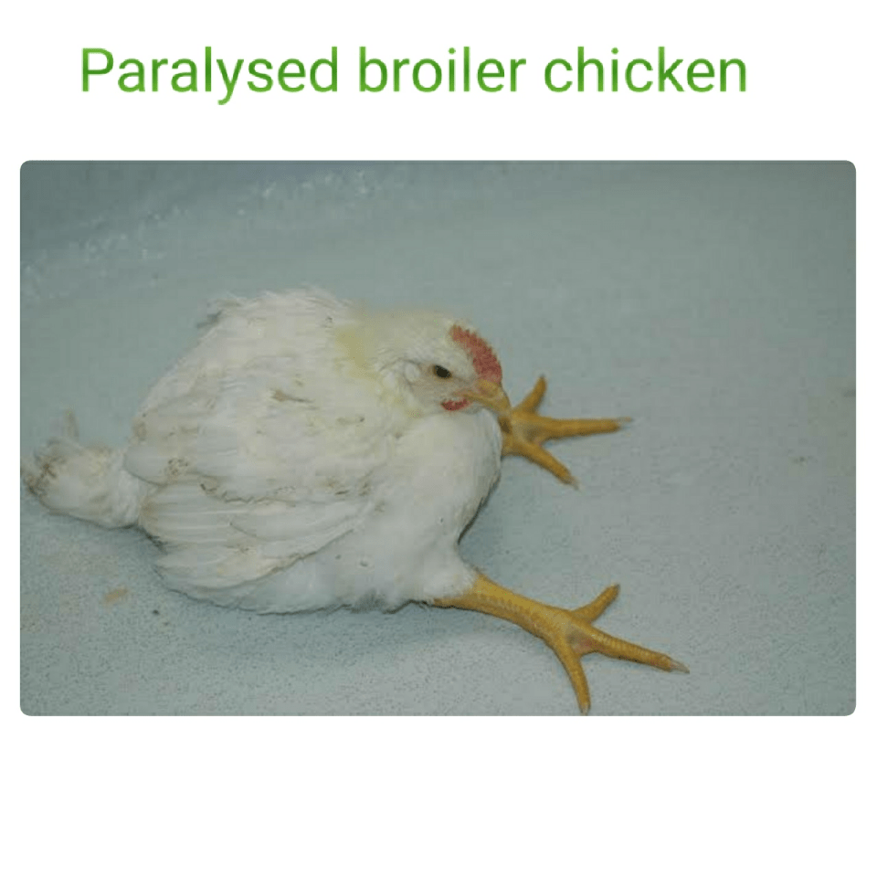 Pollos: Raquitismo en pollos
