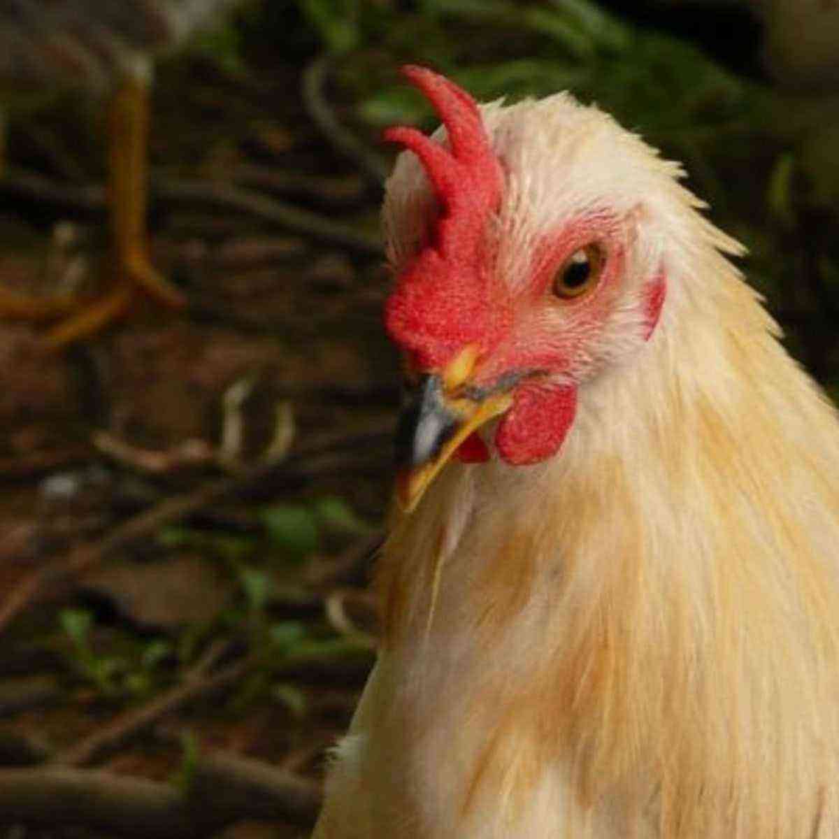 Pollos: Estreptococosis en pollos