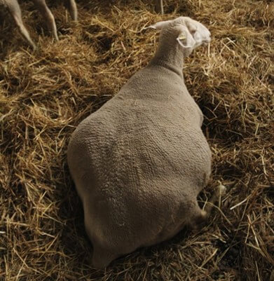 Embarazo y parto de ovejas.