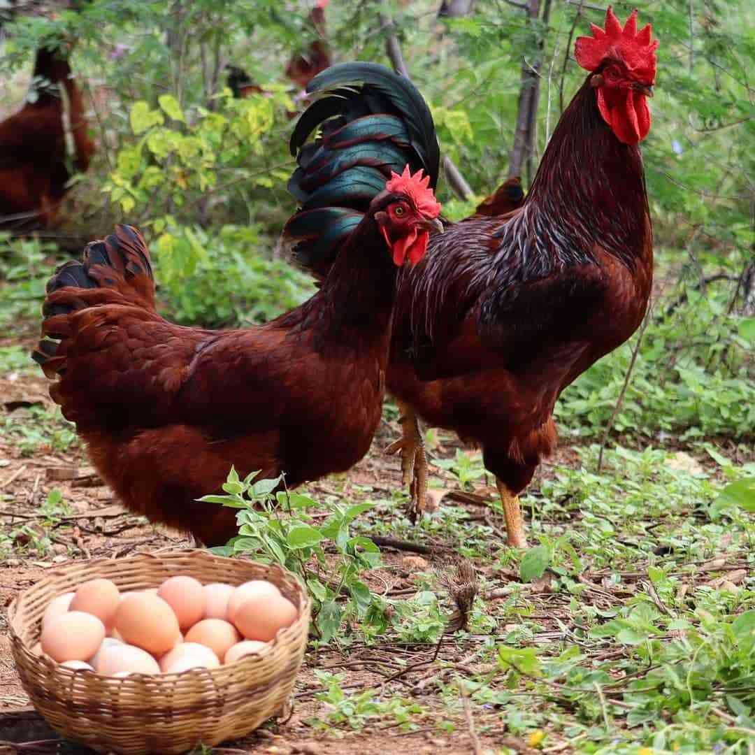 Línea alta: pollos altamente productivos