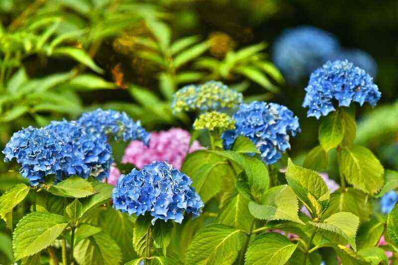 6 razones sutiles para plantar una hortensia en tu jardín
