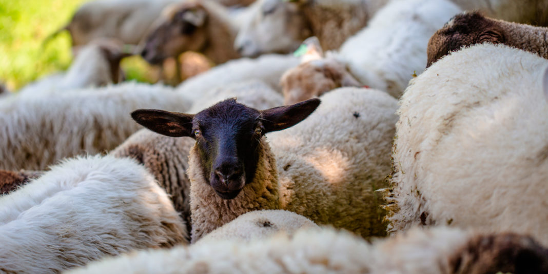 Inseminación y apareamiento de ovejas.