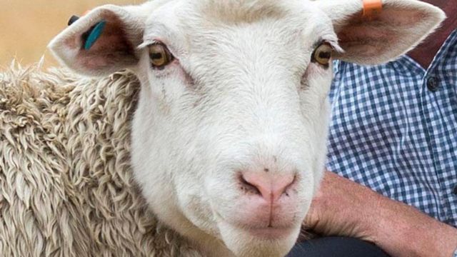 ¿Por qué las ovejas se quedan calvas?