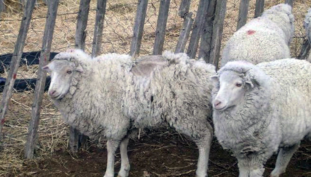 Sarna en ovejas