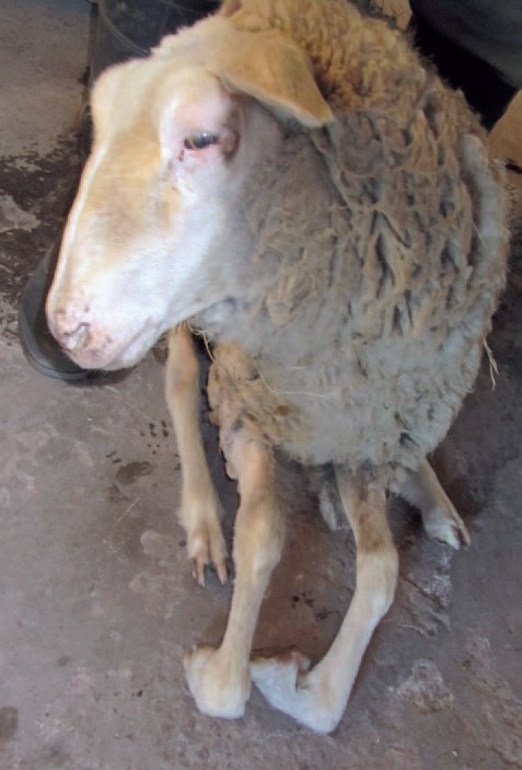 Síntomas y tratamiento de la pietín en ovejas.