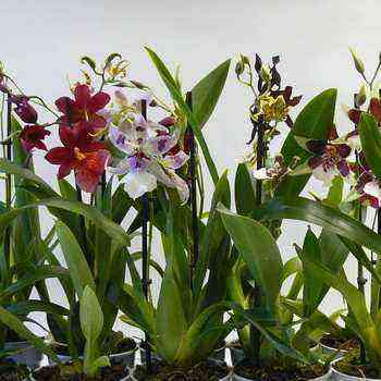 Orquídea Odontoglossum: secretos del cultivo en casa.