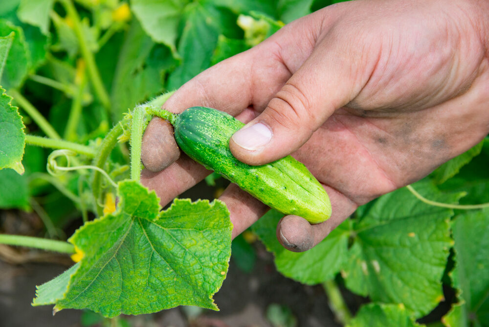 11 secretos para una buena cosecha de pepino