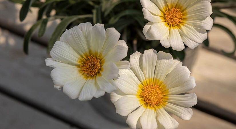 5 flores parecidas a margaritas que florecen durante todo el verano