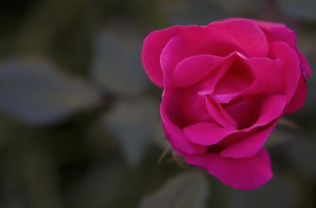 5 reglas para trasplantar rosas en otoño para que definitivamente comiencen a florecer