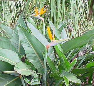 5 variedades de strelitzia: una planta que parece un ave del paraíso