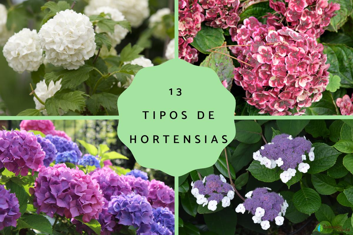 6 variedades de hortensias que florecerán maravillosamente varias veces por temporada