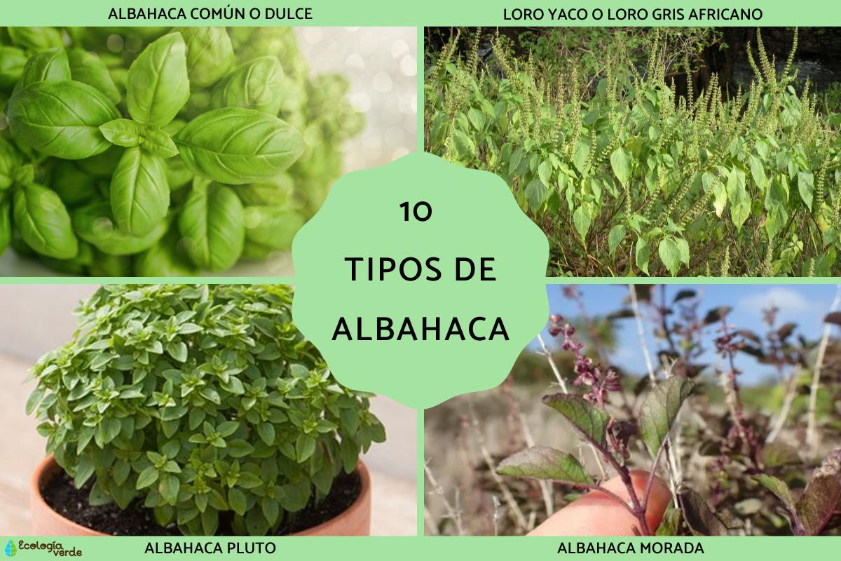 7 variedades de albahaca con inusuales aromas de flores, frutas o dulces