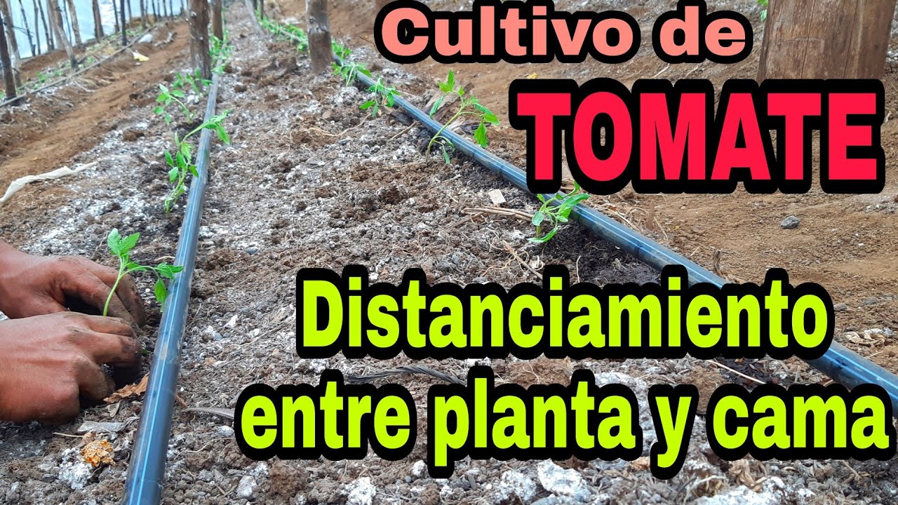 ¿A qué distancia plantar tomates en un invernadero?