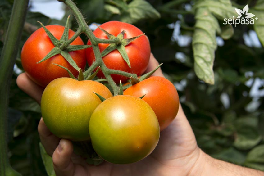 Abundante fructificación, rápido crecimiento: las reglas básicas para alimentar tomates con fósforo