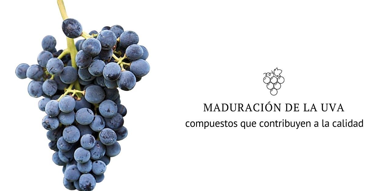 Acelerar la maduración de la uva.