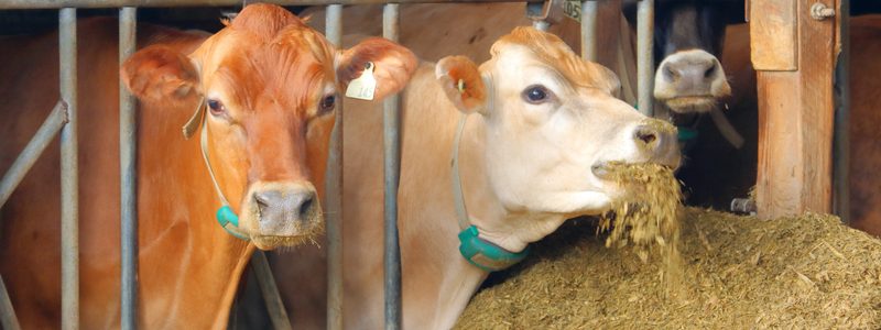 Acidosis ruminal en vacas