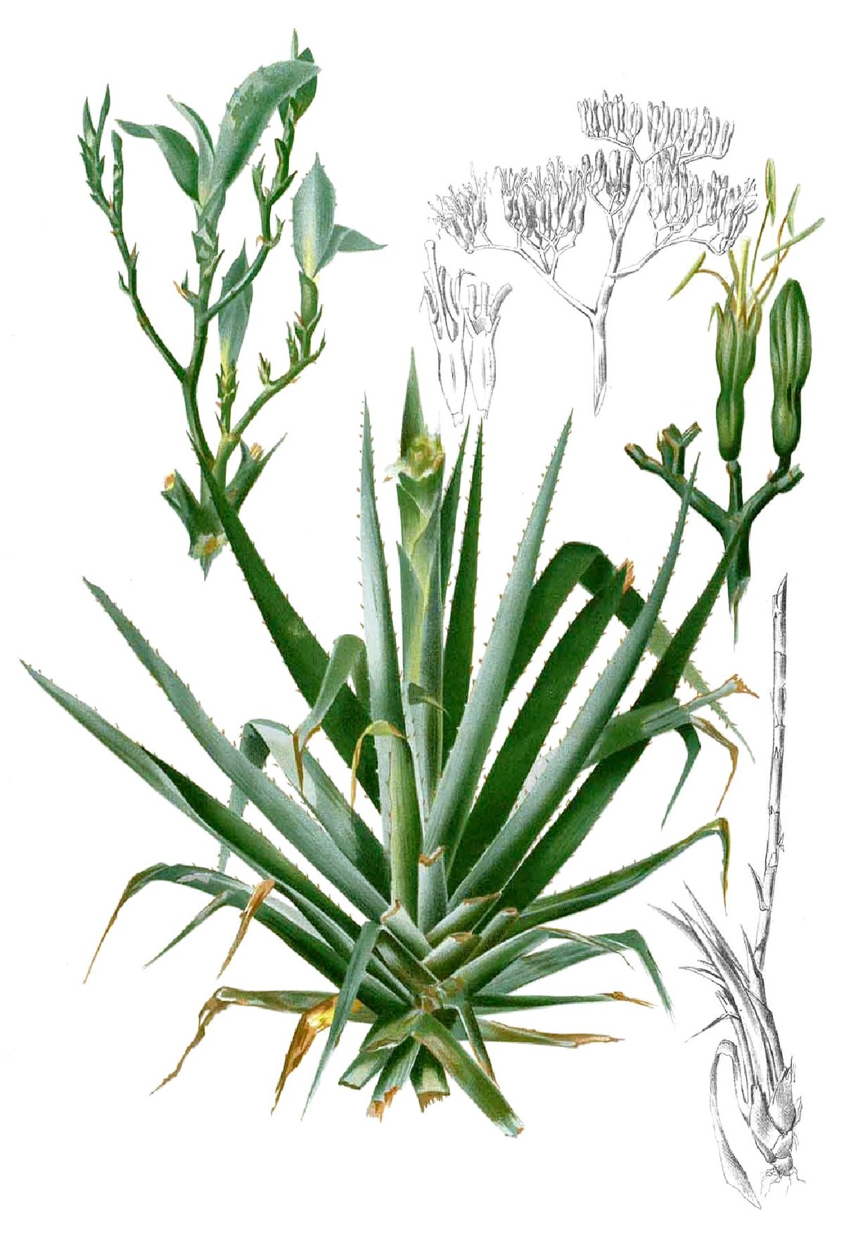 Agave: descripción de especies y aplicación de la planta.