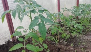 Ahorrar espacio y fortalecer las plántulas: cómo ayuda a los residentes de verano el método original de plantar tomates en un caracol