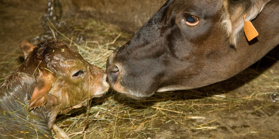 Alimentación adecuada de las vacas después del parto.