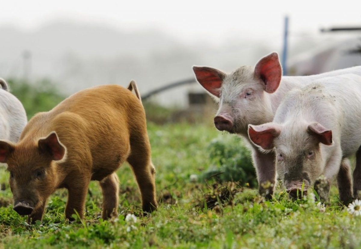 Alimentar a los cerdos con patatas crudas: el valor nutricional del tubérculo y los beneficios para el animal.