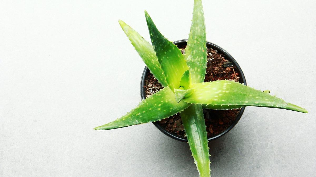 Aloe de planta de interior: cuidados y propiedades medicinales.