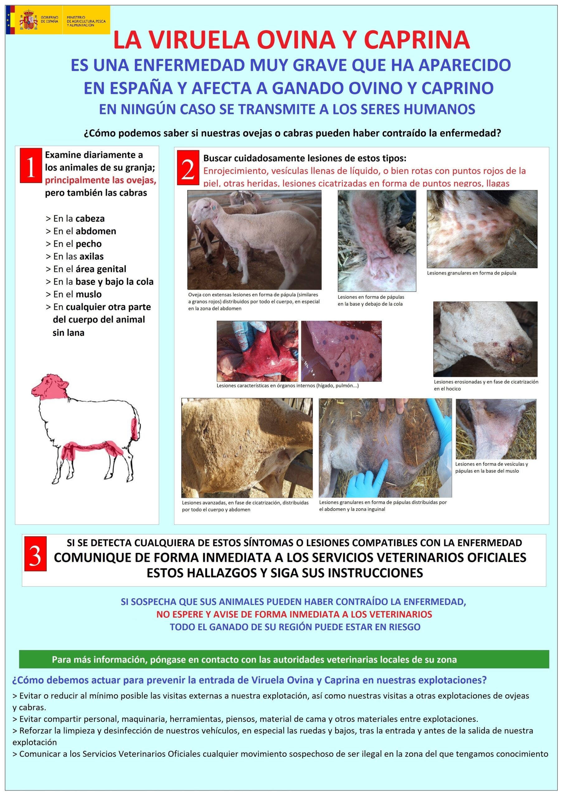 Aplicación de la vacuna contra la viruela ovina y caprina, instrucciones.