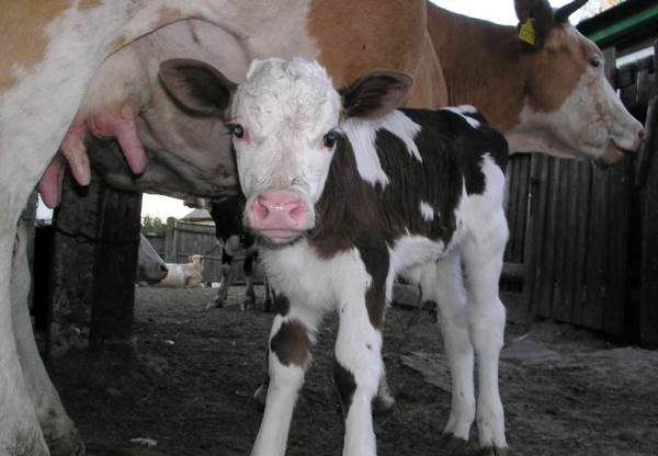 Apodo para una vaca y un ternero: cómo elegir, qué considerar, ejemplos populares