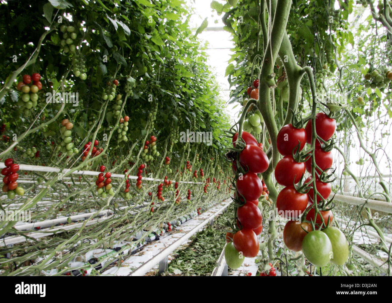 Archivos En el invernadero |  Sobre los tomates