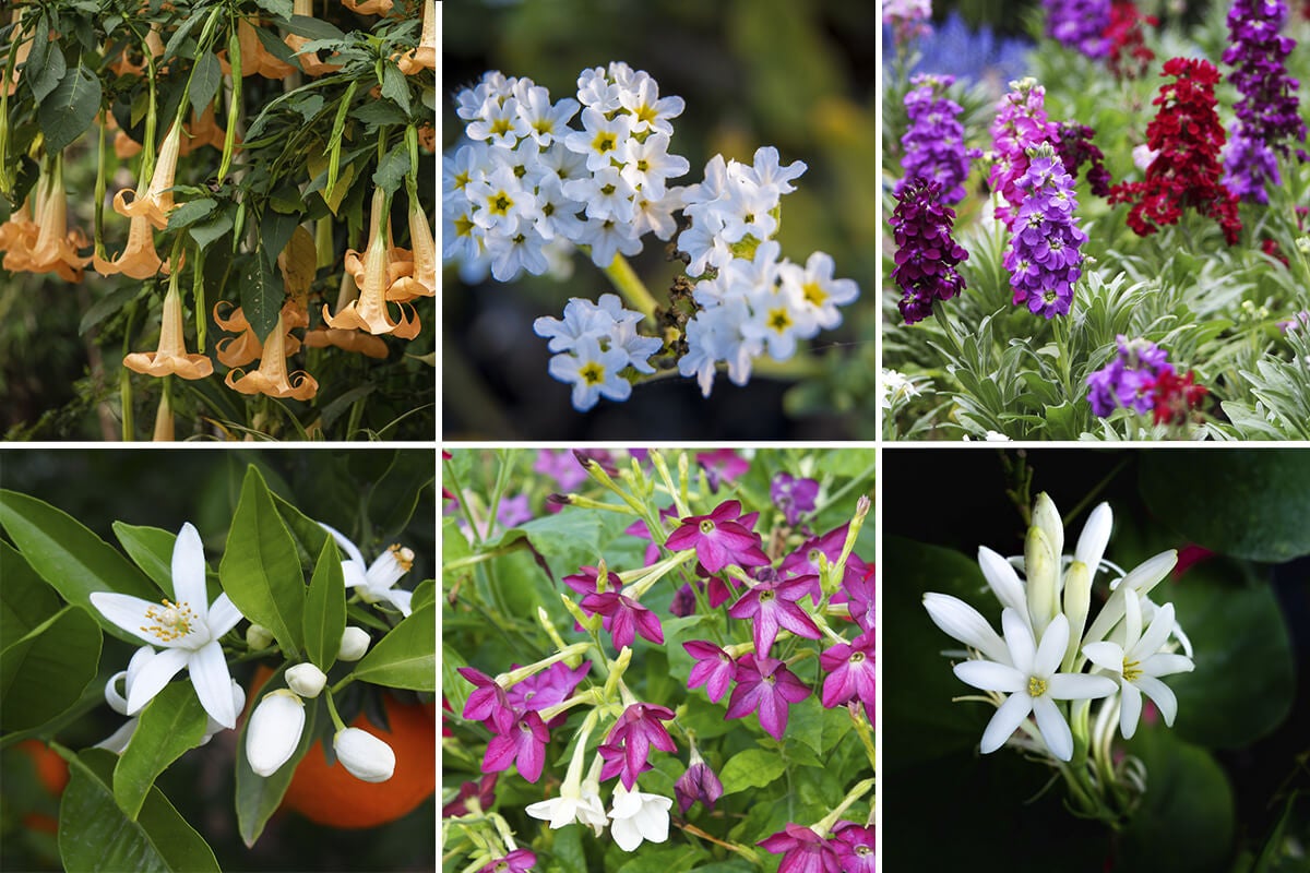 Aromas del jardín nocturno: una selección de las mejores variedades de flores aromáticas
