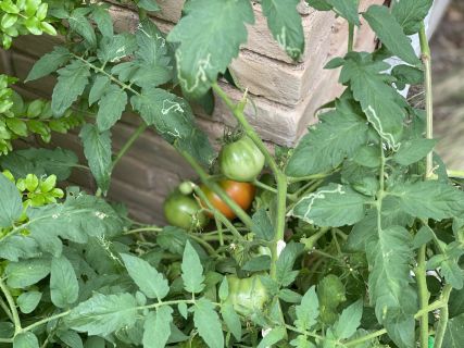 Atención: “polvo” de ceniza: por qué la podredumbre gris ataca a los tomates y cómo tratarla