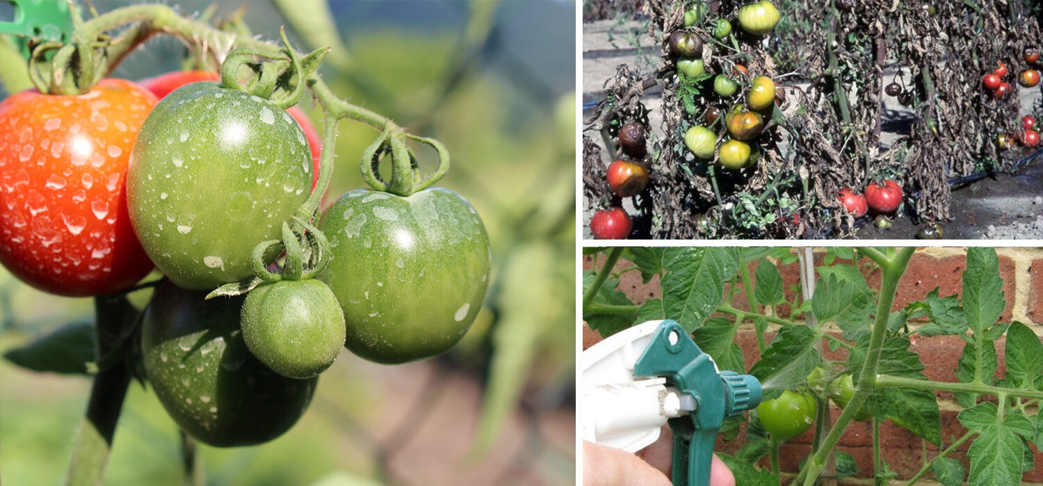 Bajo buena protección: cómo diluir y utilizar adecuadamente una solución de ácido bórico para rociar tomates