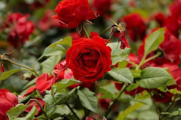 Belleza delicada: 7 variedades de rosas irlandesas que se pueden cultivar tanto en el jardín como en el balcón