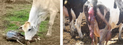 Brucelosis en vacas