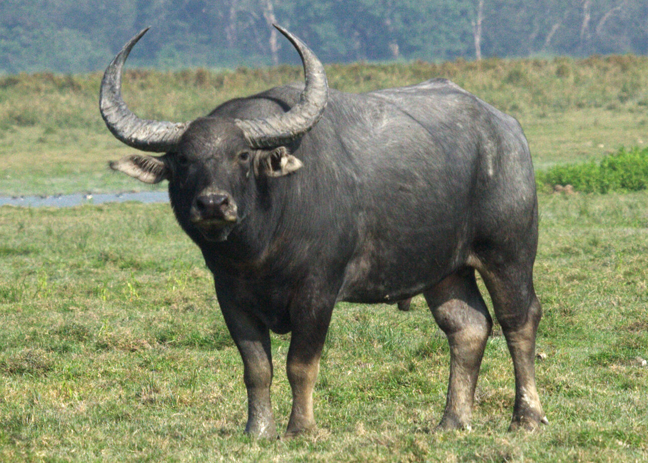 Búfalo de agua asiático