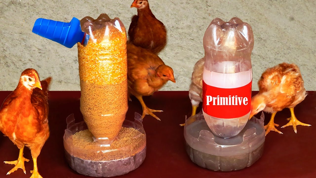 ¿Búnker o alimentador automático?  Ideas originales para crear comederos a partir de materiales improvisados.