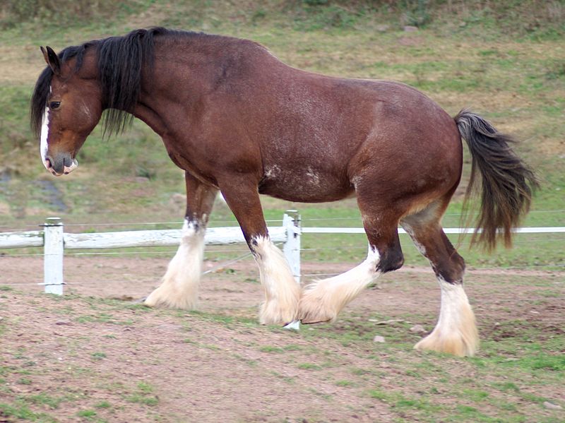 caballos clydesdale