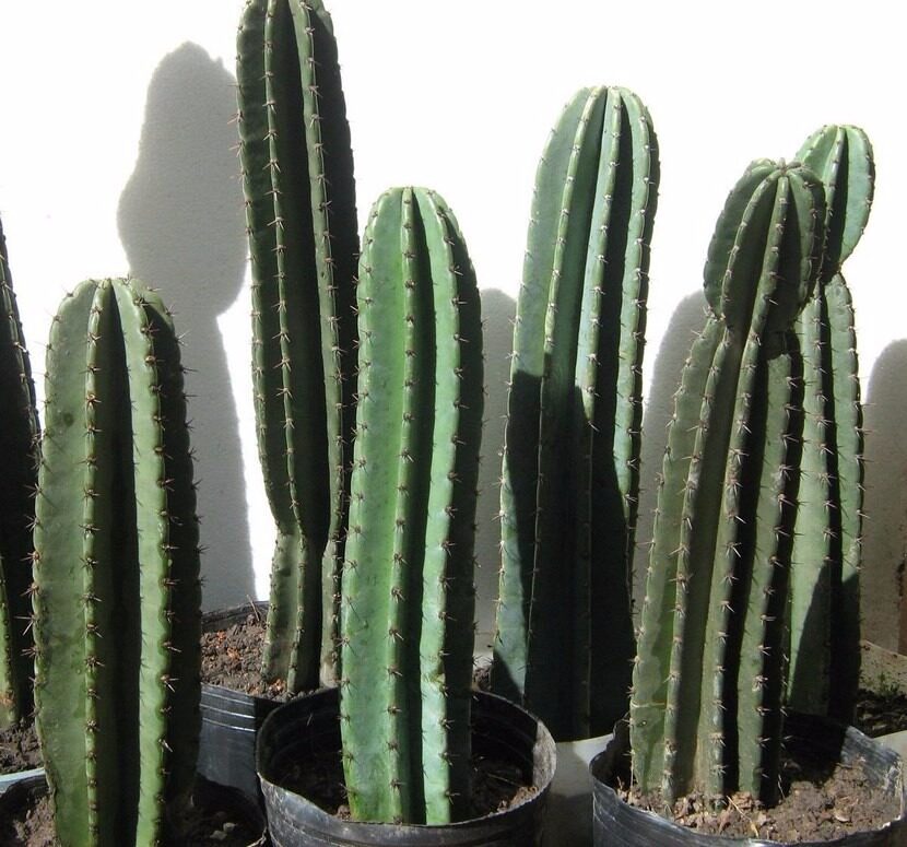 Cactus Cereus: descripción y cuidado.