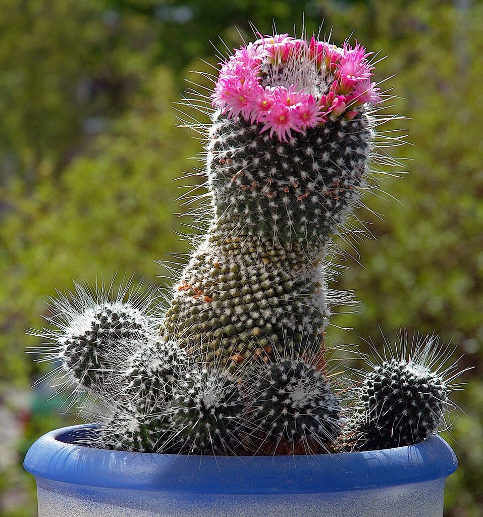 cactus mamillaria