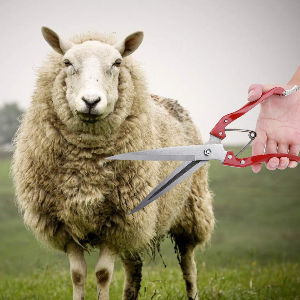 Características de la esquila manual de ovejas: reglas generales sobre cómo elegir tijeras.