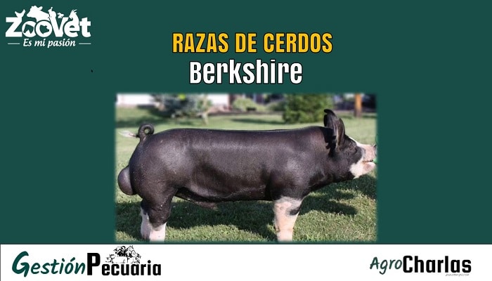 Características de la raza de cerdos Berkshire.