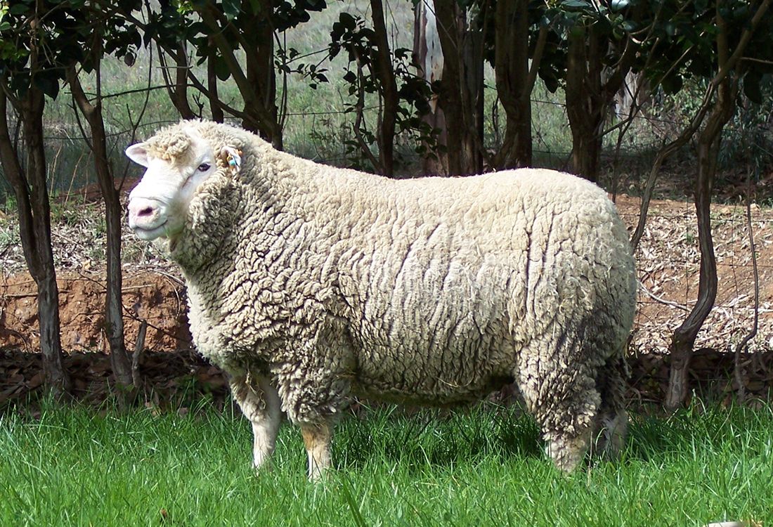 Características de la raza de ovejas Ile de France: descripción, características de cría.