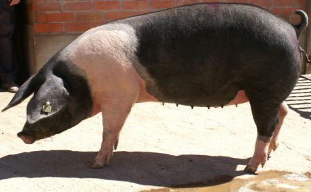 Características de los cerdos de Hampshire.