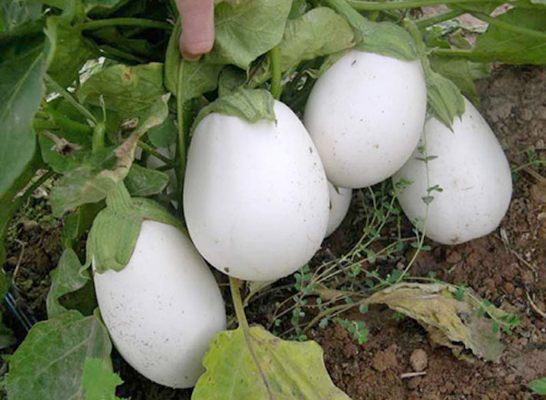 Características del cultivo de berenjena blanca.