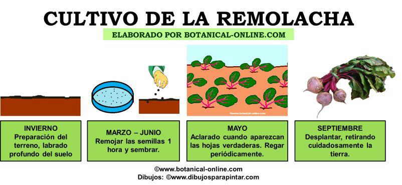 Características del cultivo de remolacha mediante el método de las plántulas.