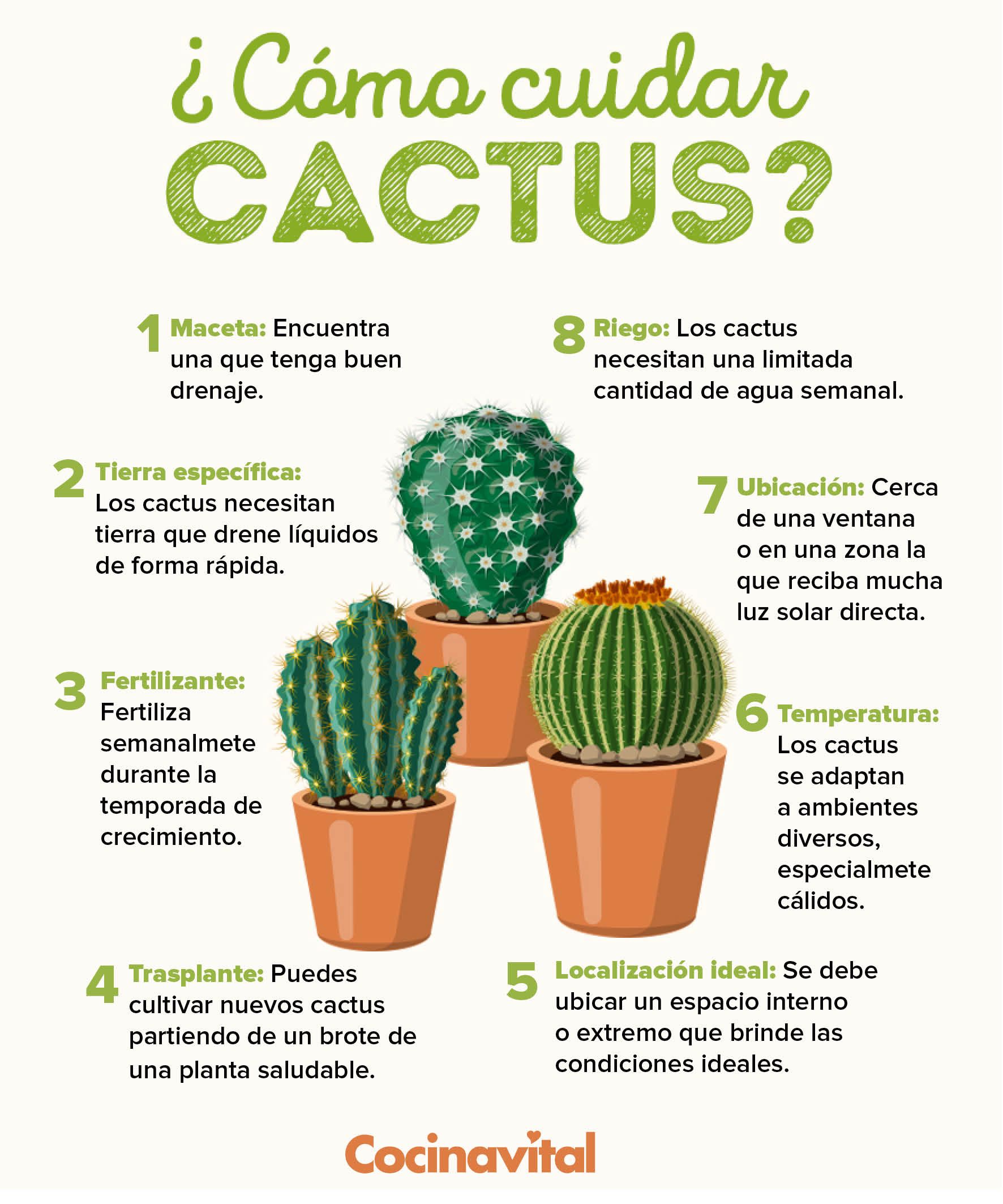 Características del cultivo y cuidado de cactus.