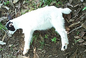 Características y rasgos de las cabras miotónicas.